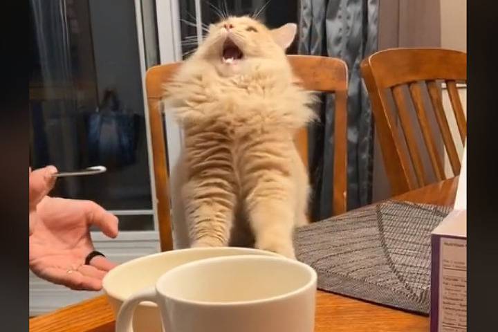 Реакция кота, попробовавшего мороженое, стала хитом Сети