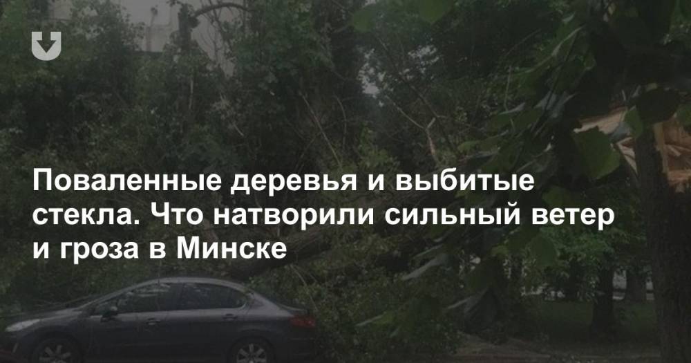 Поваленные деревья и выбитые стекла. Что натворили сильный ветер и гроза в Минске