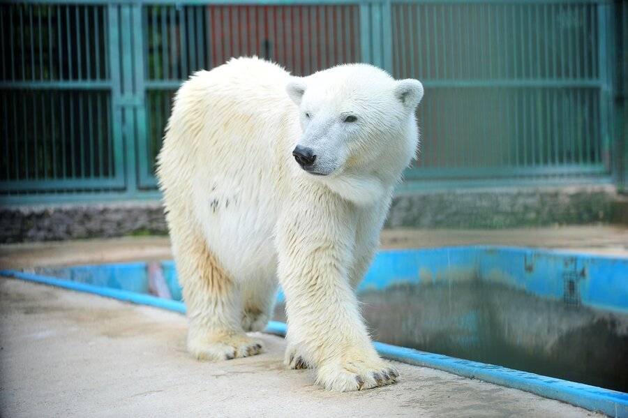 Московский зоопарк обеспечил полярных медведей снежной горой в жару