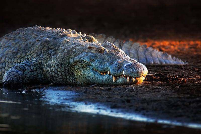 Ученые нашли следы древнего предка крокодилов, который ходил на двух ногах - Cursorinfo: главные новости Израиля