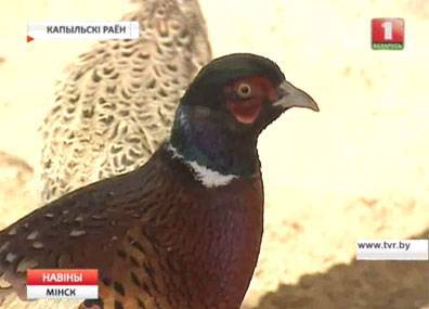 Новый вид охоты - на фазанов - открывается в центральном регионе
