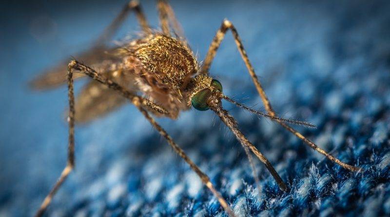 Комары будут все больше заражать американцев смертельно опасной болезнью