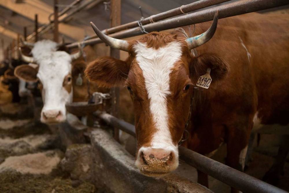 Самых продуктивных коров в ДФО нашли в Бурятии
