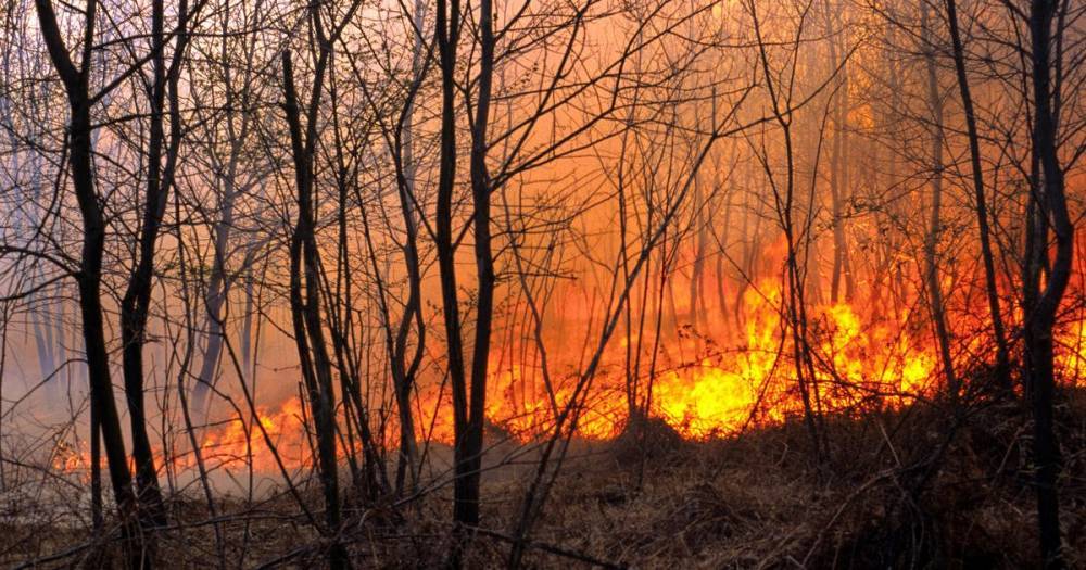 Два вызванных грозой лесных пожара тушат под Ханты-Мансийском
