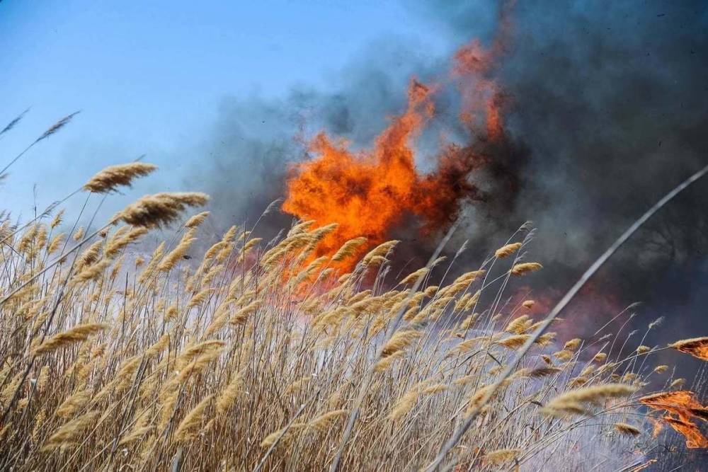 Волгоградское МЧС объявило о чрезвычайной пожароопасности