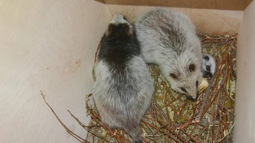 В Московском зоопарке родился детёныш филиппинских дымчатых крыс