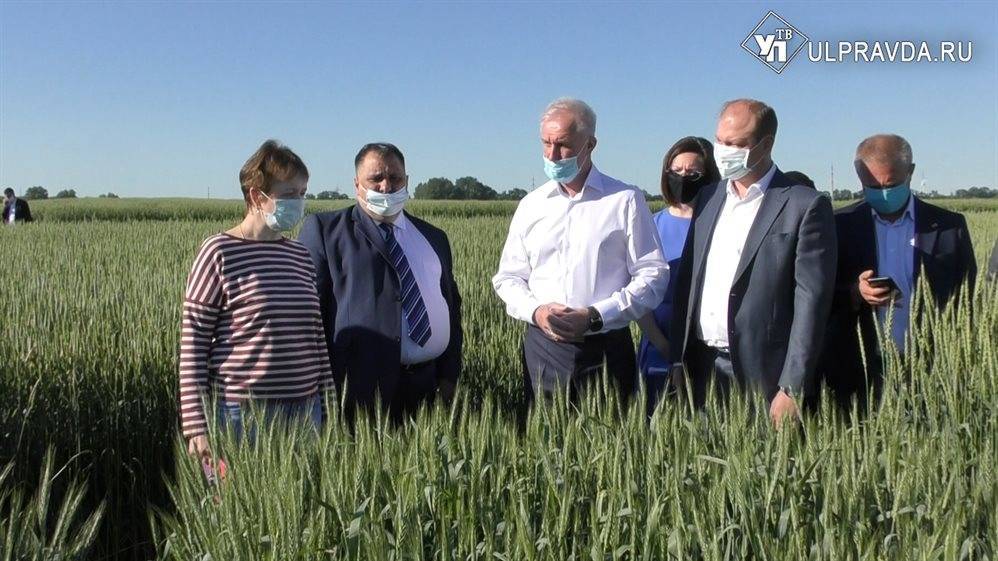 Ульяновские аграрии выращивают новые сорта пшеницы и сои