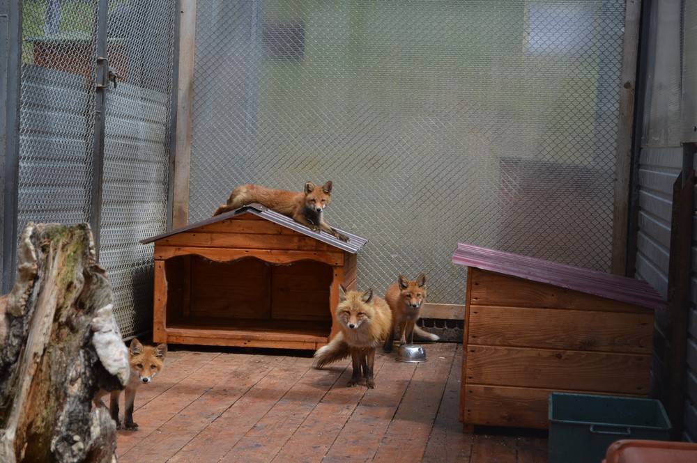 Животные сахалинского зоопарка переехали в летние домики
