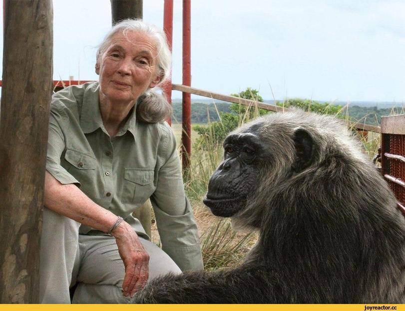 Шимпанзе стал королем племени, благодаря канистрам с керосином
