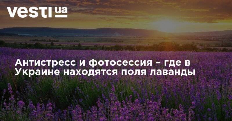 Антистресс и фотосессия – где в Украине находятся поля лаванды