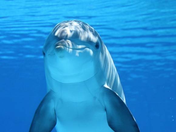 В Финском заливе под Петербургом заметили дельфинов