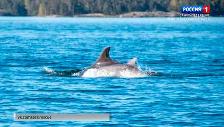 Атлантические дельфины заплыли в российскую акваторию Финского залива