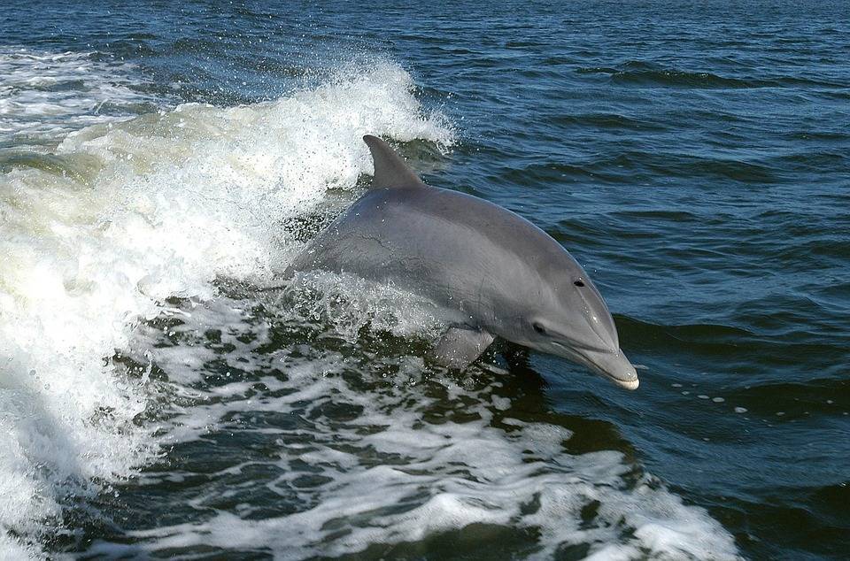 Дельфины появились у берегов Финского залива