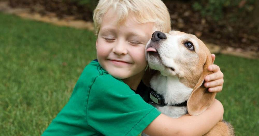Названы породы собак, лучше всего контактирующих с детьми
