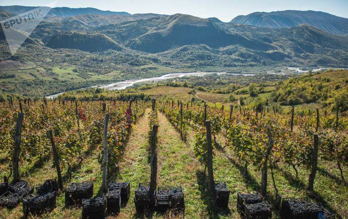 Коронавирус не помеха ртвели – правительство Грузии поможет сфере виноделия