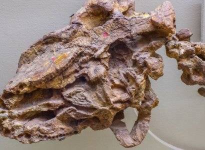 В Неваде нашли останки беременного динозавра