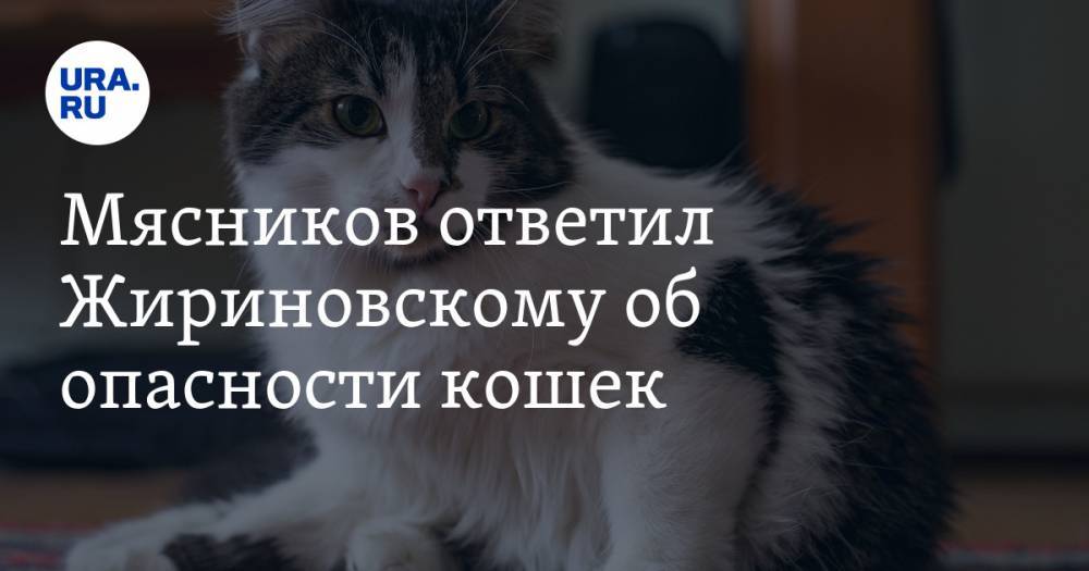 Мясников ответил Жириновскому об опасности кошек. Заразит ли питомец коронавирусом хозяина