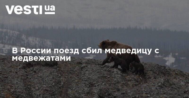 В России поезд сбил медведицу с медвежатами