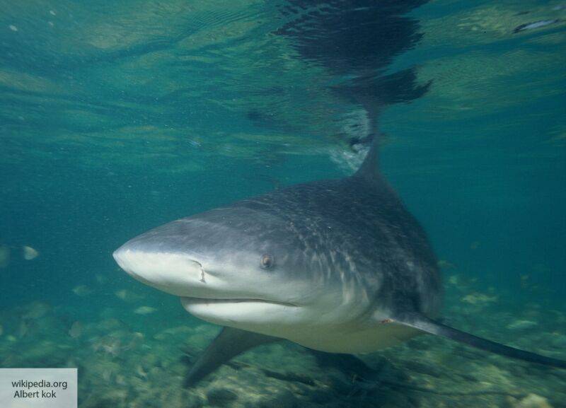 Нападение тупорылой акулы на дайвера в Австралии попало на видео