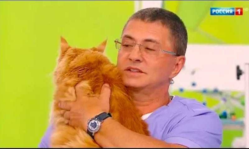 «Давайте хотя бы кошек и собак защитим»: доктор Мясников ответил Жириновскому об опасности питомцев