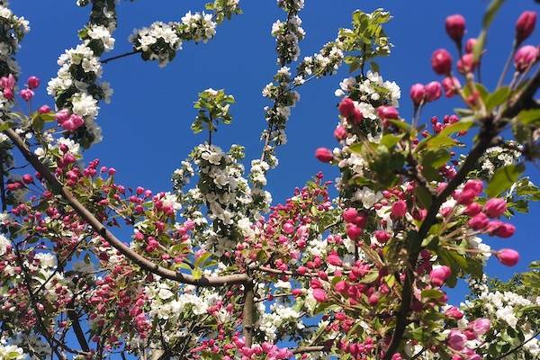 Петербургский яблоневый сад наполнился цветами 500 деревьев