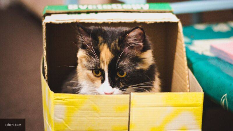 Social Media News объяснили, почему котам так нравятся картонные коробки