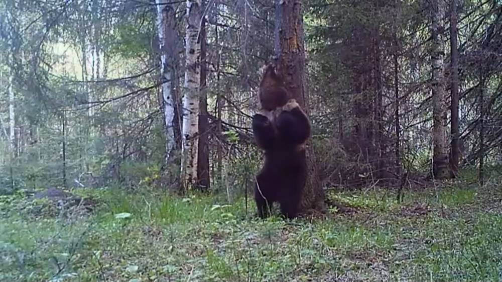 Танцующего медведя «застукала» видеоловушка.