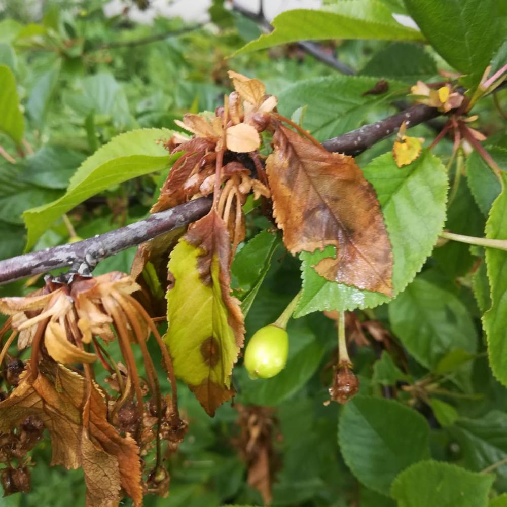 Агрономы рассказали, что происходит с вишнями в Рязани и как с этим бороться