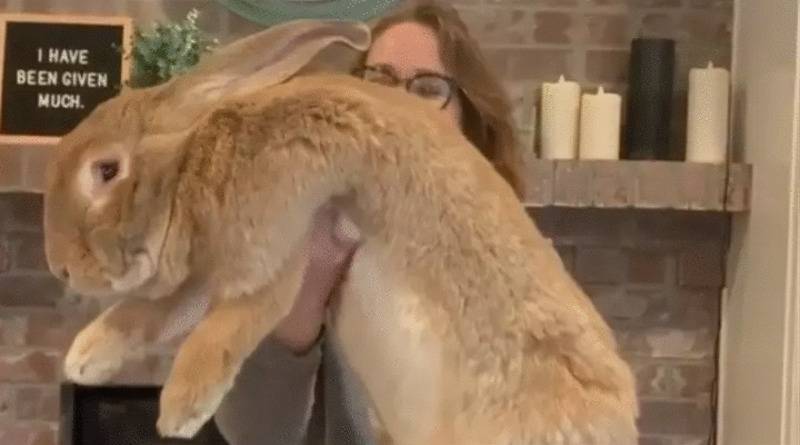 В США живет гигантский кролик почти в человеческий рост: у него сотни тысяч подписчиков в Instagram