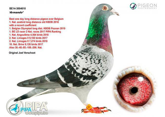 На аукционе в Бельгии почтового голубя продали за 1,25 млн евро