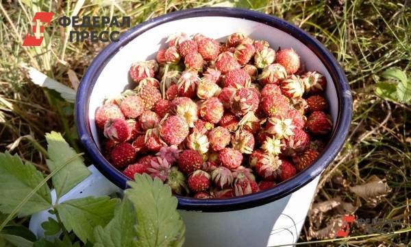 Российский агроном оценила слухи о необходимости мыть ягоды