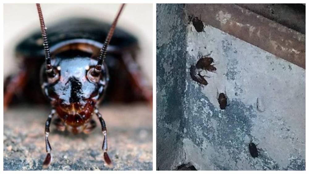 "Они везде": нашествием тропических тараканов обернулась аномальная погода в Украине, фото гигантов