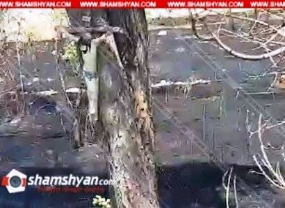 В Ереване пожарные 4 часа боролись с огнем: на единственном уцелевшем дереве висел крест