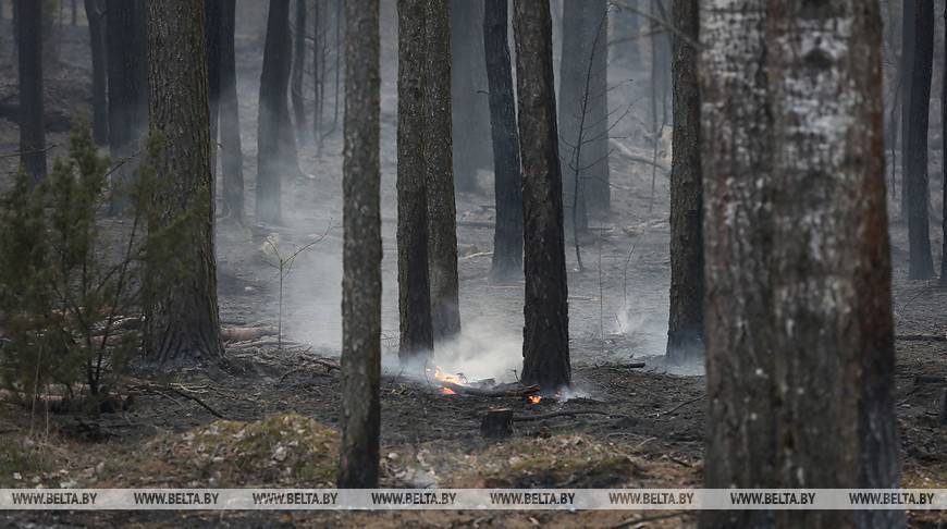 В Беларуси с начала года произошел 801 лесной пожар