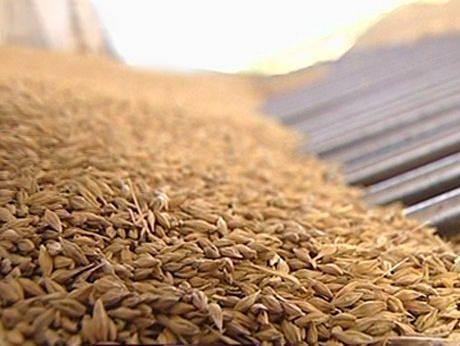 Украина стала второй в мире страной по валютной выручке от экспорта зерна