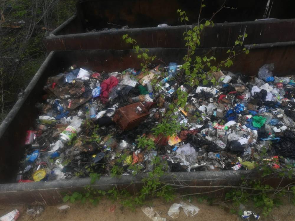 Сахалинцев призывают не привлекать медведей мусором