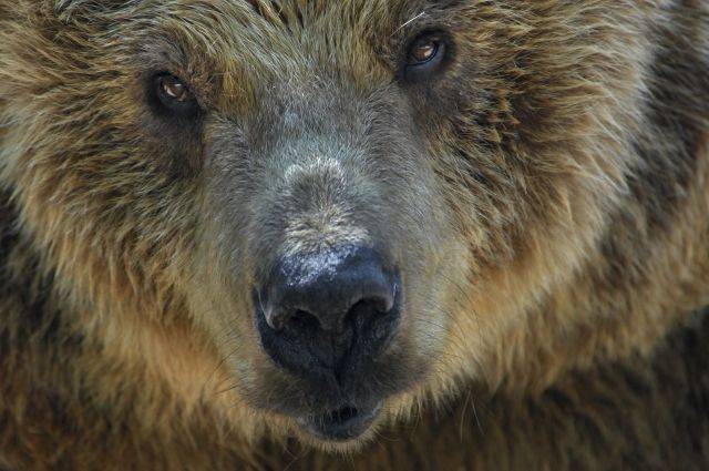 На Колыме при нападении медведя погиб геолог