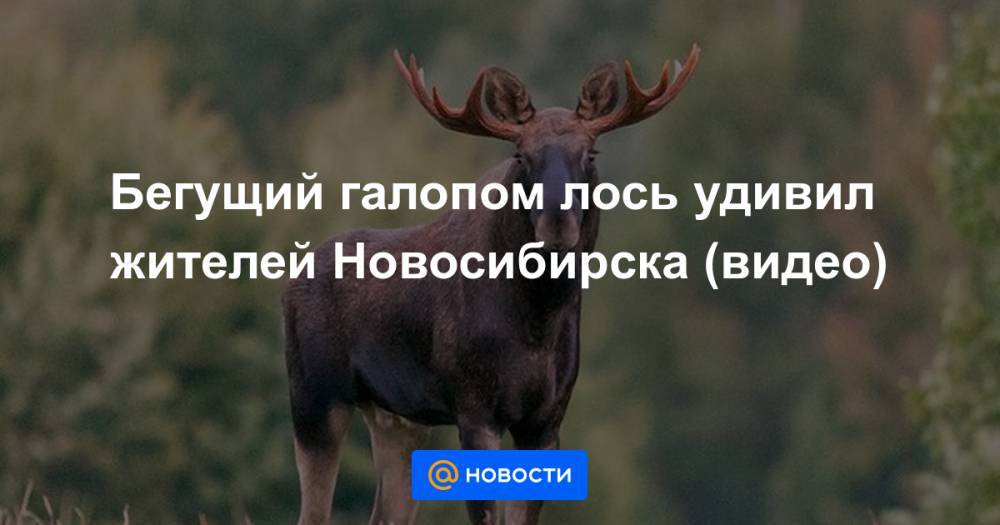 Бегущий галопом лось удивил жителей Новосибирска (видео)