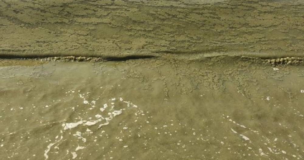 На пляже в Одесской области позеленела вода (3 фото)