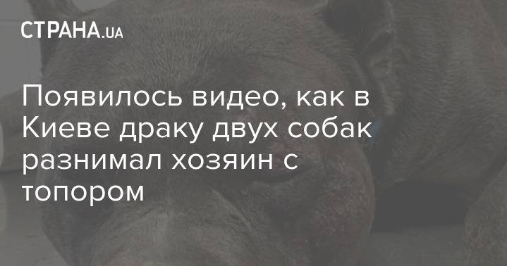 Появилось видео, как в Киеве драку двух собак разнимал хозяин с топором