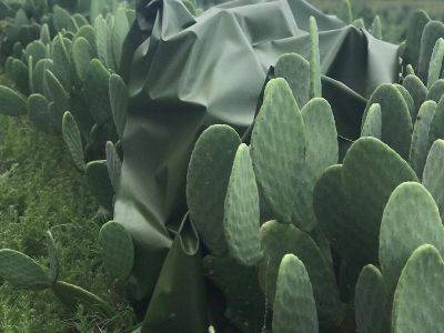 В Мексике начали производить искусственную кожу из кактусов