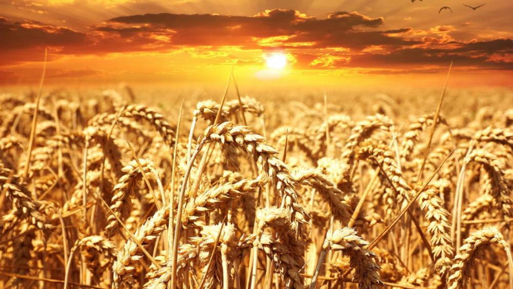 Президент РК: Создание "зерновой ОПЕК" может оказаться интересной инициативой