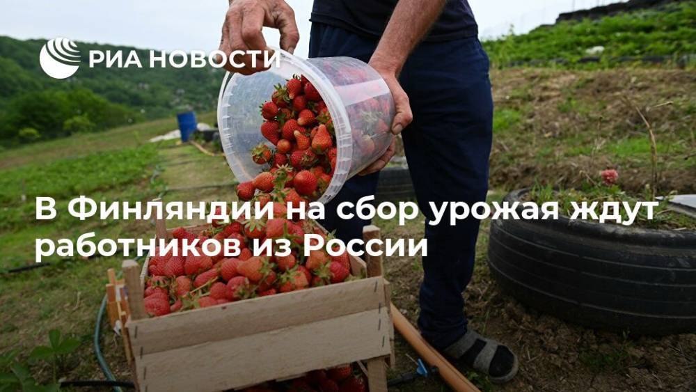В Финляндии на сбор урожая ждут работников из России