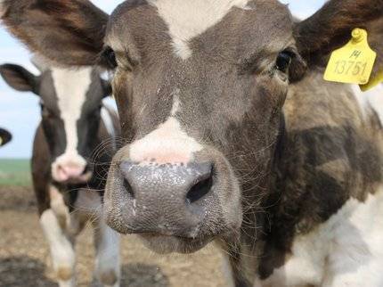 В Башкирии планируют в полтора раза увеличить поголовье скота