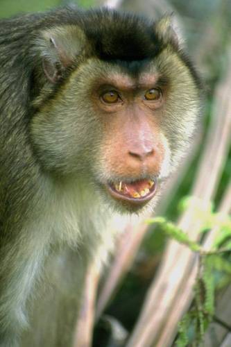 Вакцину от коронавируса в институте Минобороны испытали на обезьянах и хомяках