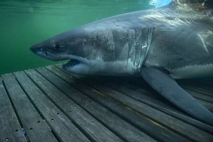 Гигантская акула-людоед весом 900 килограммов сбежала от возбужденных самцов