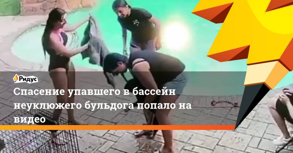 Спасение упавшего в бассейн неуклюжего бульдога попало на видео