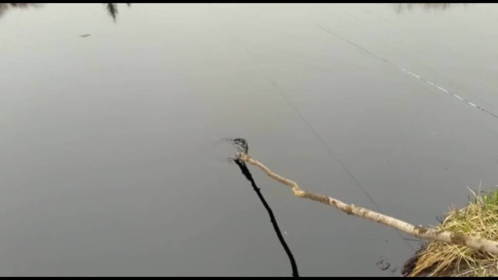 В озере нефти на севере Сахалина погибли 100 уток