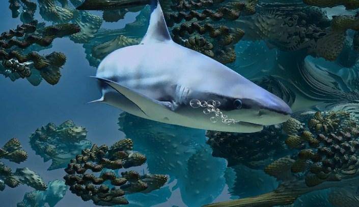 Огромная акула-людоед весом 900 килограммов сбежала от возбужденных самцов