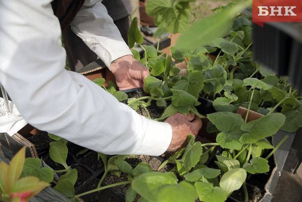 В Коми малоимущие получат выплату на садоводство и огородничество